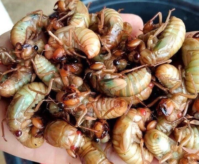 mon-dac-san-khi-vao-he-co-gia-ti