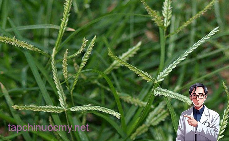 Tác dụng của cỏ mần trầu trong Y học cổ truyền