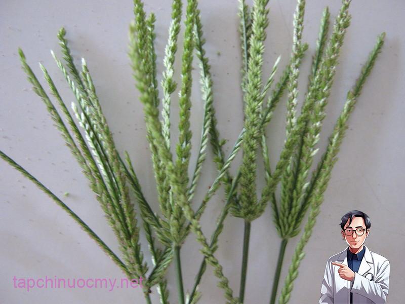 Tác dụng của cỏ mần trầu trong Y học cổ truyền