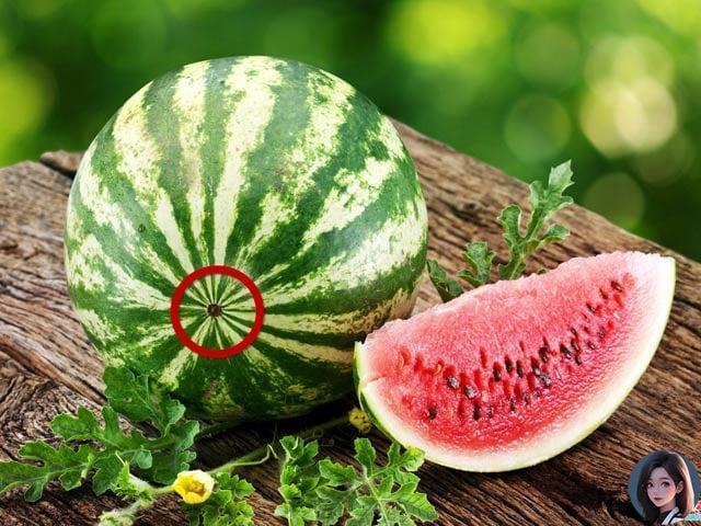 Phân biệt dáng quả dưa hấu 