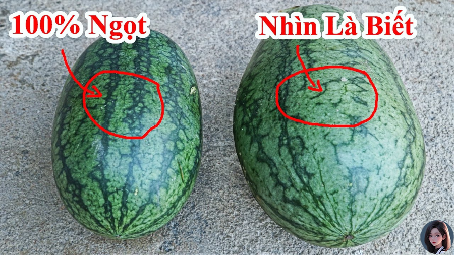 Kiểm tra phần tiếp đất của dưa hấu 