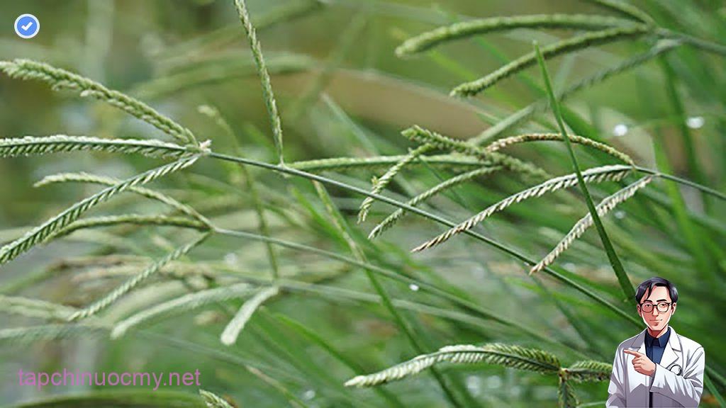 Tác dụng của cỏ mần trầu trong Y học cổ truyền