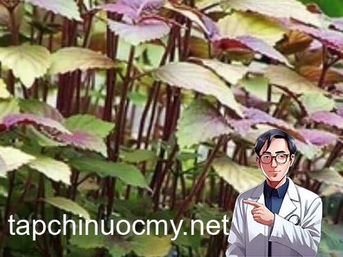 rau ung thư, ung thư