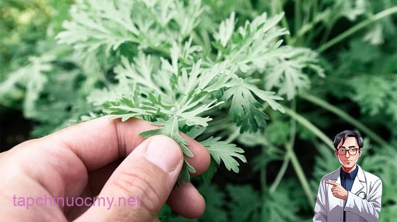 Trong dân gian, ngải cứu có rất nhiều nhiều tác dụng hỗ trợ điều trị bệnh