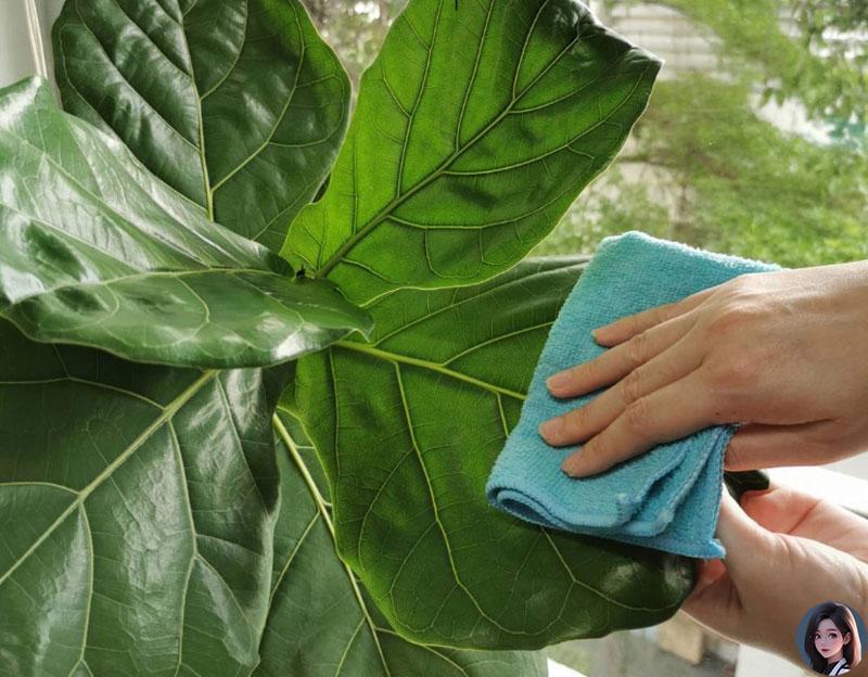 Lá bàng có tác dụng gì - Lời giải đáp đầu tiên là hỗ trợ trị bệnh phụ khoa 