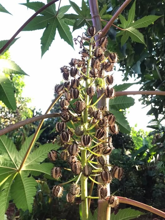 492241295_122236469192233392_519