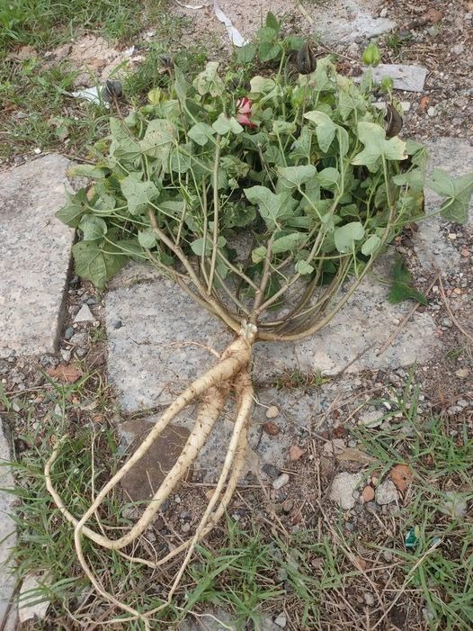 501458594_122245445852233392_701