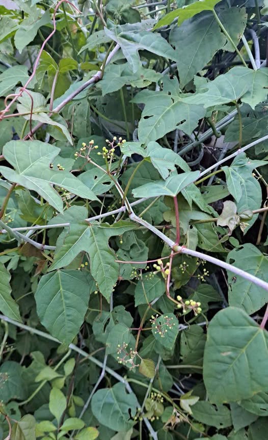 514324071_3935169246628748_1777761621219619951_n