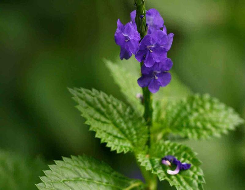 Cây đuôi chuột trị bệnh gì? Công dụng chữa trị hiệu quả từ loài dược liệu Châu Mỹ 1