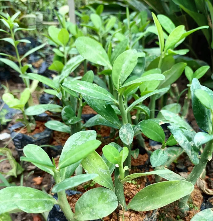 cay_thach_anh_va_kha_nang_tri_benh_trong_cac_bai_thuoc_y_hoc_co_truyen_1_2d79736c2e-1-696x722