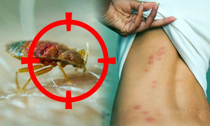 diet-bo-nhay-tren-giuong-ngu-02