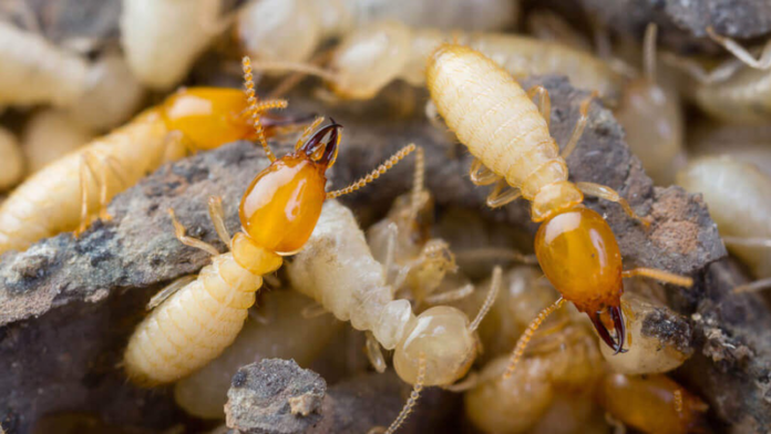 giai_dap_thac_mac_con_mot_go_co_can_nguoi_khong_1_e7e94b6de1