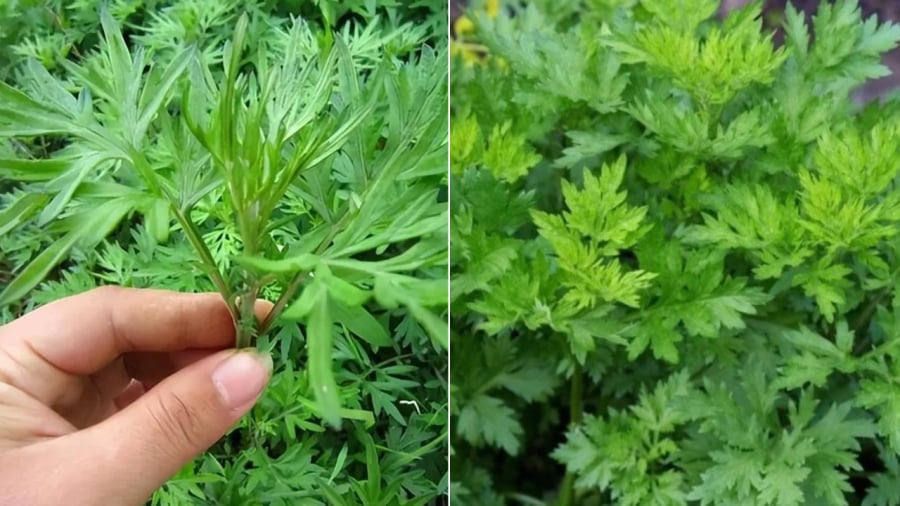 Ngải cứu mang lại nhiều lợi ích cho sức khỏe.