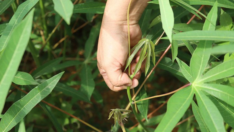 Rau sắn thường được thu hoạch nhiều vào mùa hè