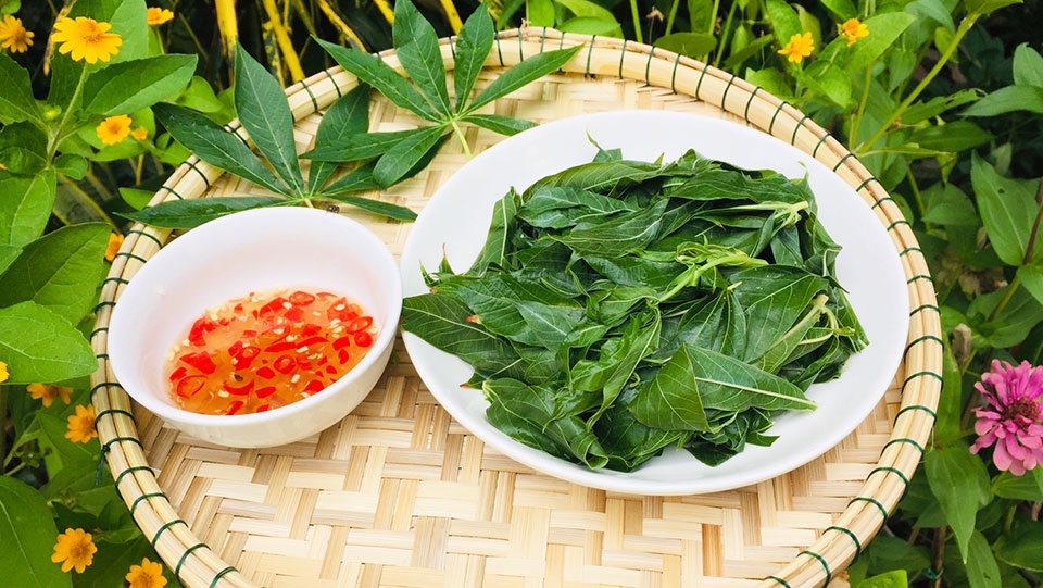 Không ăn rau sắn khi còn sống