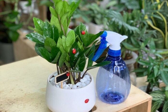 tuoi-nuoc-cham-soc-cay-kim-tien