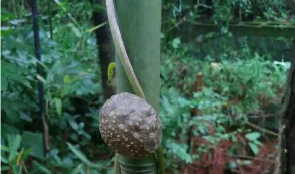 Khoai trời, tác dụng của cây khoai trời