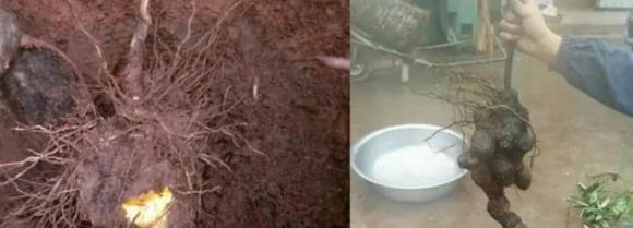 Khoai trời, tác dụng của cây khoai trời