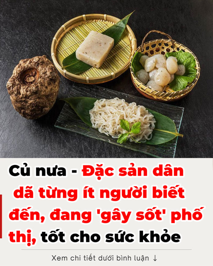 Củ nưa - Đặc sản 250.000 đồngkg 'gây sốt' phố thị, tốt cho sức khỏe