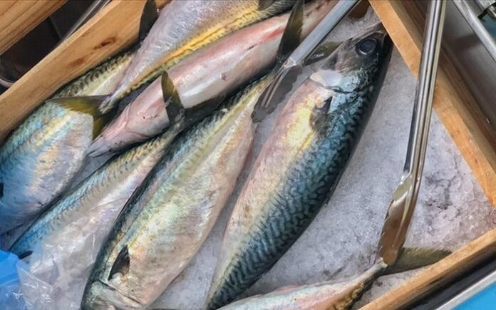 cach-phan-biet-cac-loai-ca-thu-g