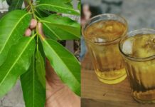 Điều gì xảy ra với cơ thể nếu ngày nào cũng uống nước lá vối?